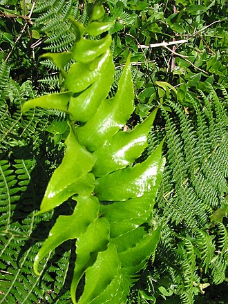 Japanese netvein hollyfern: Sichelförmiger Farn ( Cyrtomium falcatum ) - Leaf