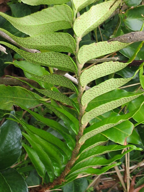 Japanese netvein hollyfern: Sichelförmiger Farn ( Cyrtomium falcatum ) - Sori