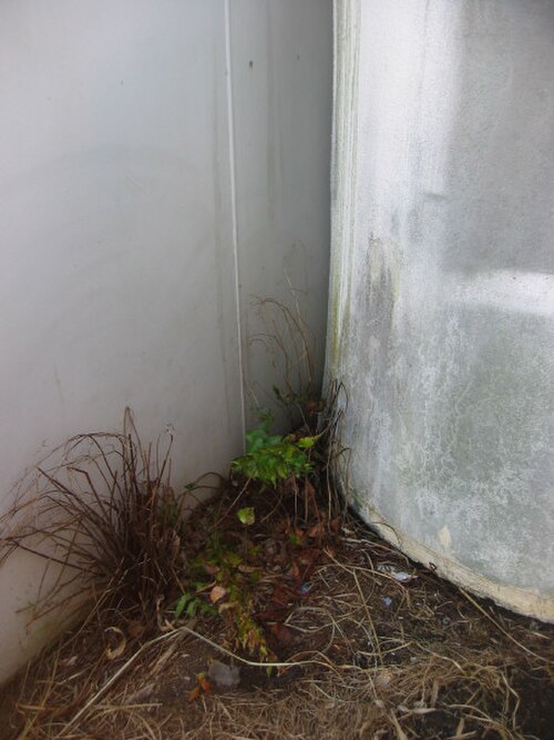 Japanese netvein hollyfern (Cyrtomium falcatum)