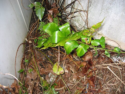 Japanese netvein hollyfern (Cyrtomium falcatum)