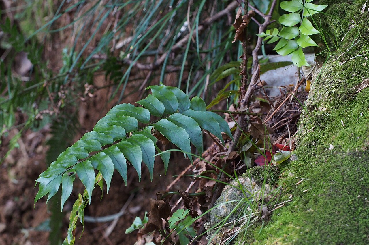 Asian netvein hollyfern: I'd like to make sure similar ferns. I suppose all same. Genus Cyrtomium. www.inaturalist.org/calendar/harumkoh/2014/11/15