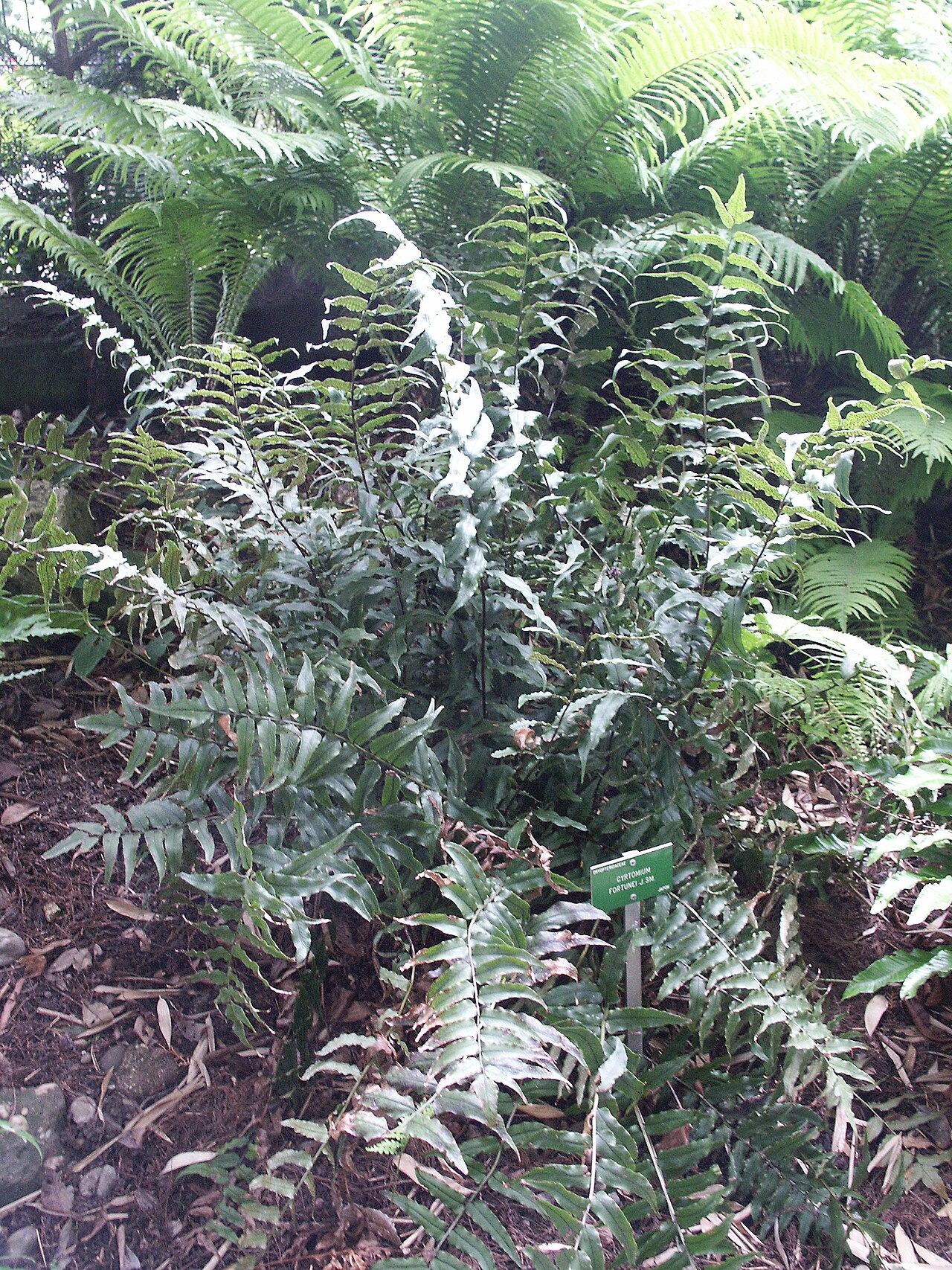 Asian netvein hollyfern: Cyrtomium fortunei - Jardin botanique de Strasbourg