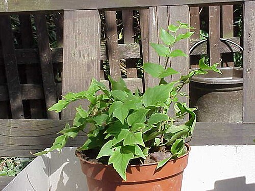 Asian netvein hollyfern: Species : Cyrtomium fortunei Family : Image No. 2