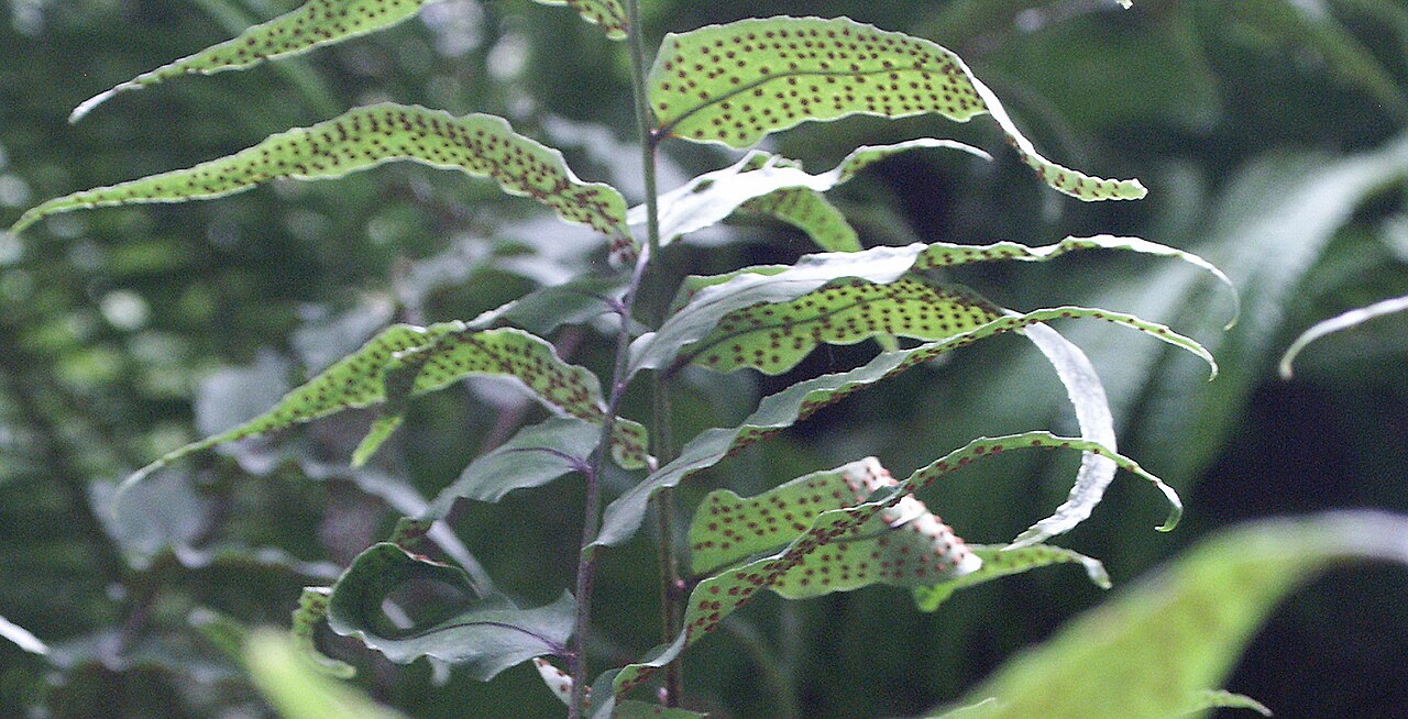 Asian netvein hollyfern: Fronde avec sores de Cyrtomium fortunei - Jardin botanique de Strasbourg