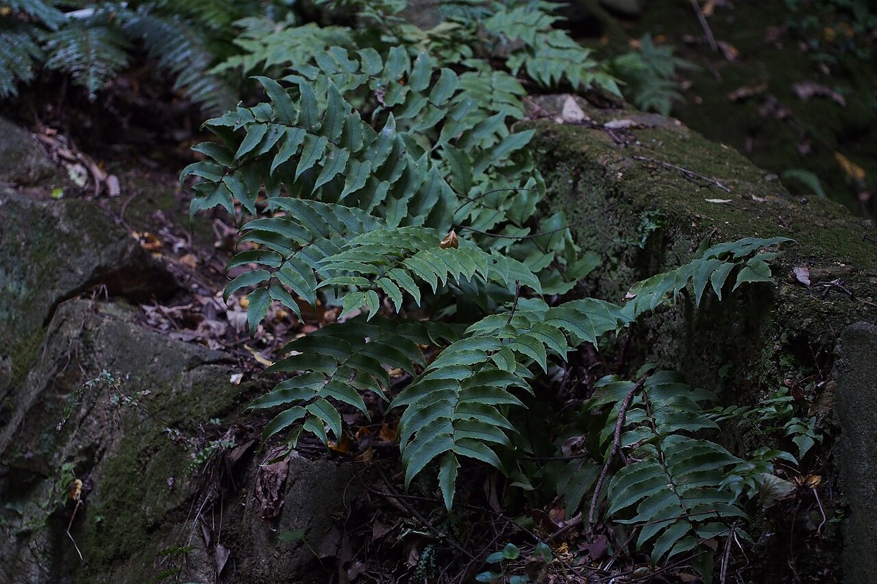 Asian netvein hollyfern: no one can enter there. so they grow thick and large. I'd like to make sure similar ferns. I suppose all same. Genus Cyrtomium. www.inaturalist.org/calendar/har