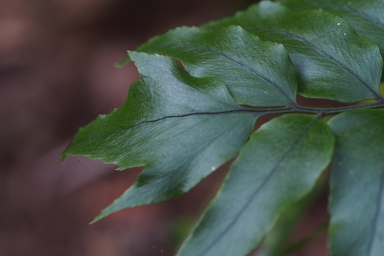 Asian netvein hollyfern: I'd like to make sure similar ferns. I suppose all same. Genus Cyrtomium. www.inaturalist.org/calendar/harumkoh/2014/11/15