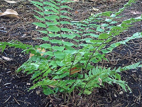 Asian netvein hollyfern: Location taken: <a href=" http://www.usna.usda.gov/ " target="_blank">the United States National Arboretum</a>, Washington D.C.. Names: Cyrtomium fortunei var.
