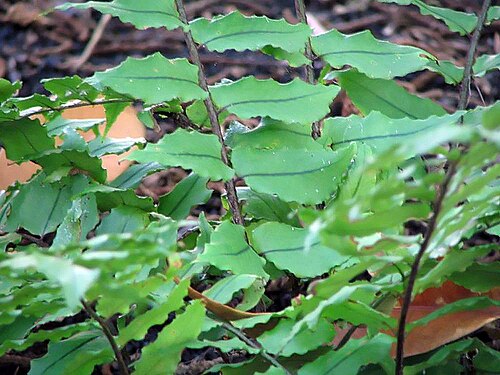 Asian netvein hollyfern: Location taken: <a href=" http://www.usna.usda.gov/ " target="_blank">the United States National Arboretum</a>, Washington D.C.. Names: Cyrtomium fortunei var.