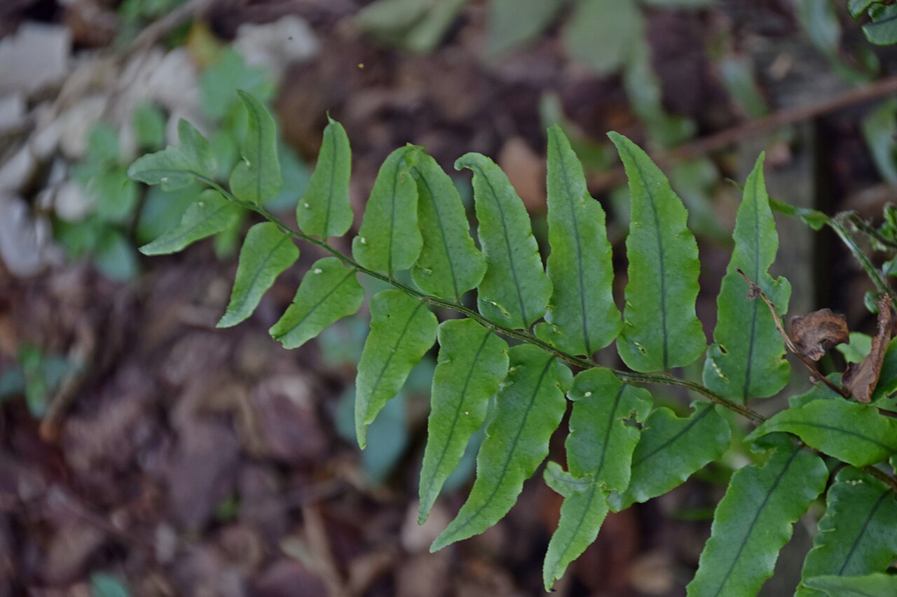 Asian netvein hollyfern: Cyrtomium fortunei in Jardin botanique de la Charme, Clermont-Ferrand, France