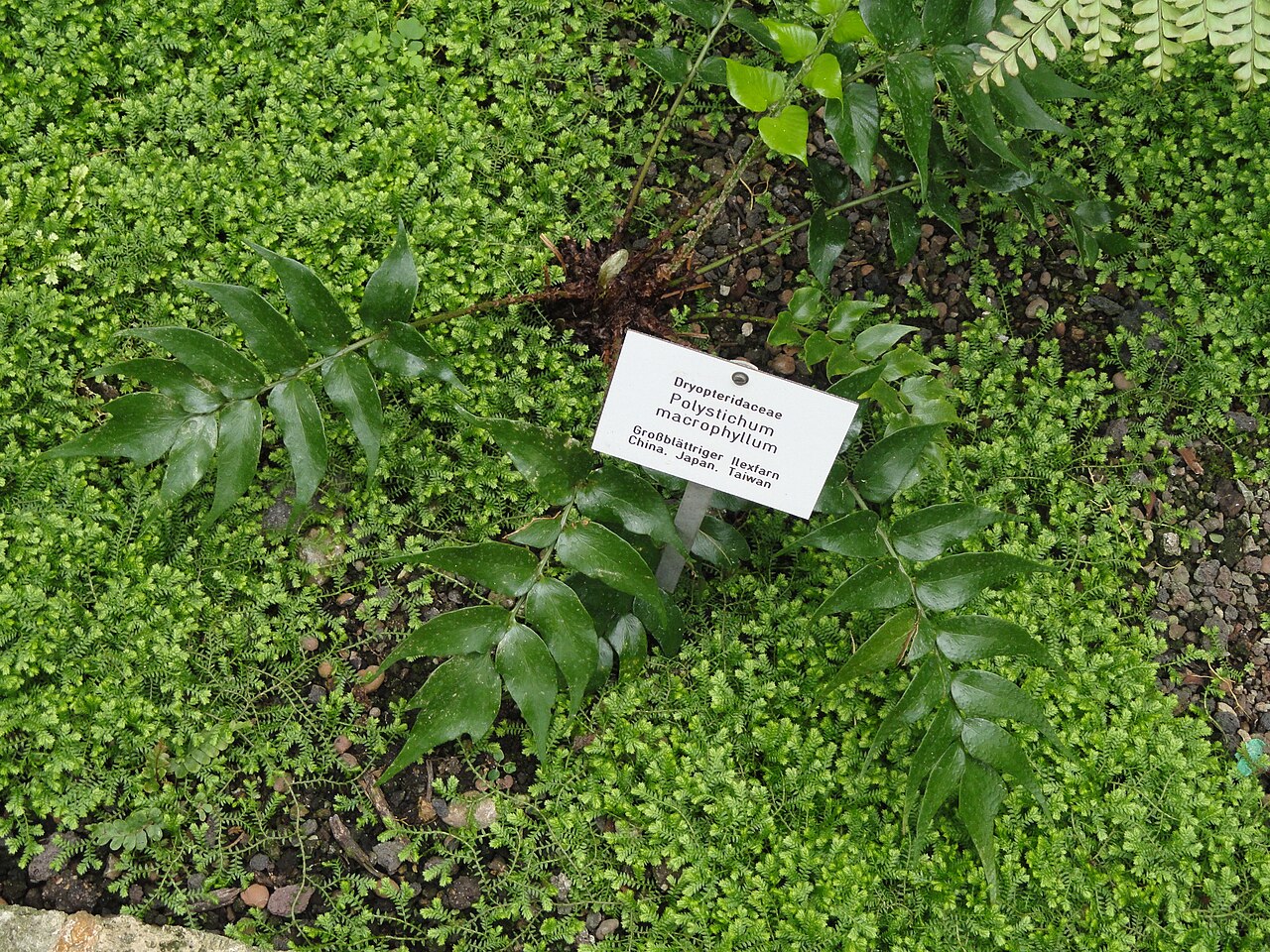 Cyrtomium macrophyllum: Polystichum macrophyllum specimen in the Botanischer Garten Freiburg, Freiburg im Breisgau, Baden-Württemberg, Germany.