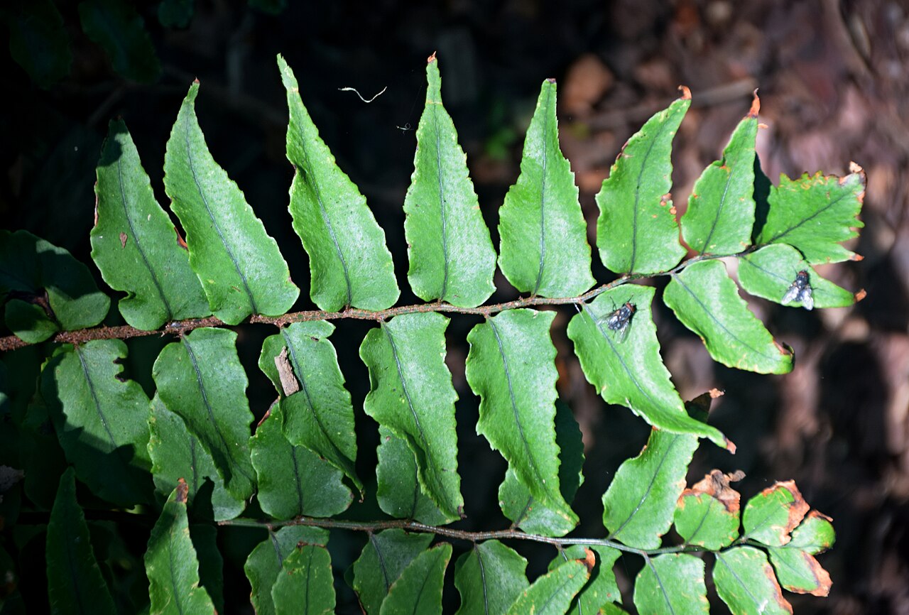 Cyrtomium yamamotoi: Cyrtomium yamamotoi var. intermedium in Jardin botanique de la Charme, Clermont-Ferrand, France