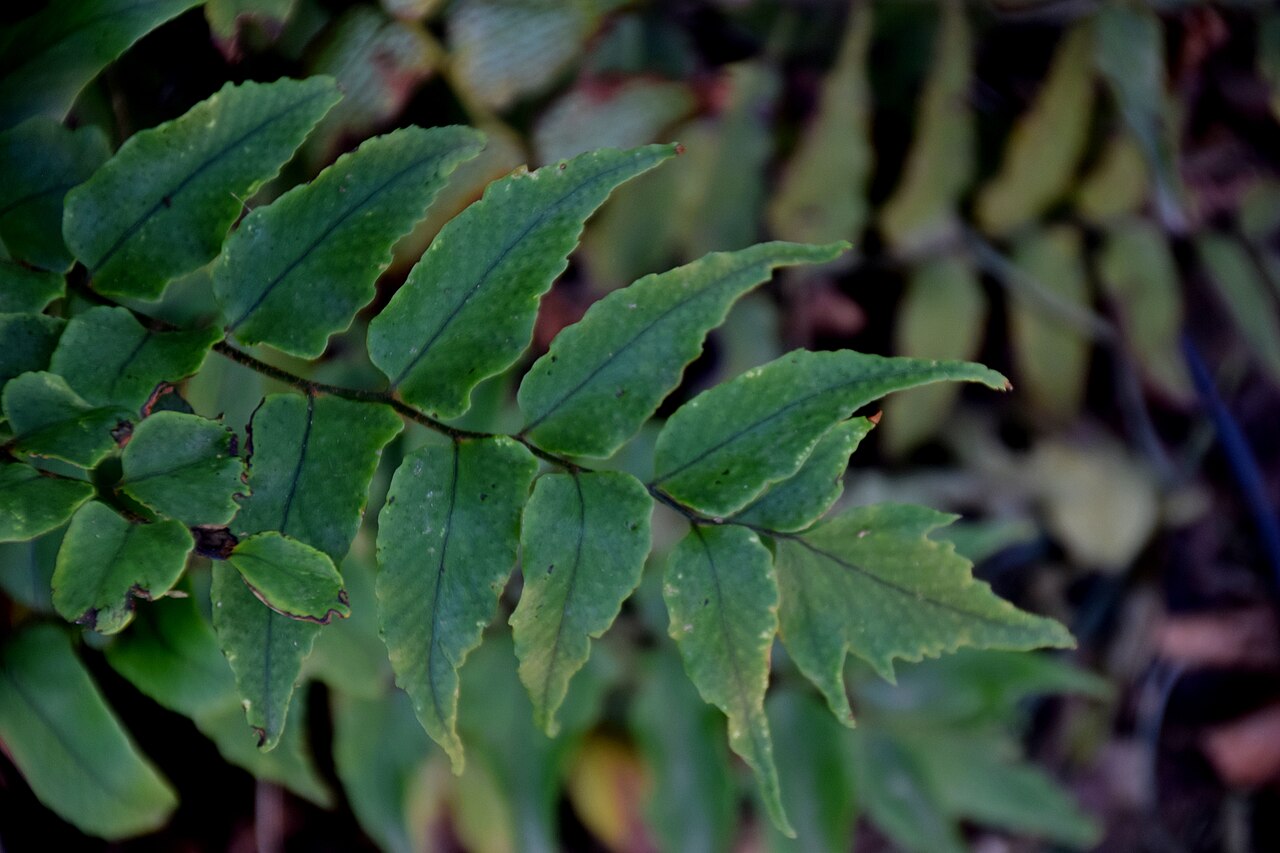 Cyrtomium yamamotoi: Cyrtomium yamamotoi var. intermedium in Jardin botanique de la Charme, Clermont-Ferrand, France