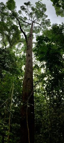 Cyrtophyllum fragrans (Cyrtophyllum fragrans)