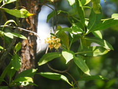 Cyrtophyllum fragrans (Cyrtophyllum fragrans)
