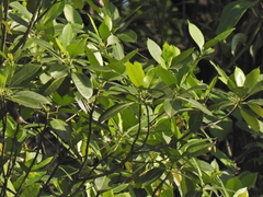 Cyrtophyllum fragrans (Cyrtophyllum fragrans)