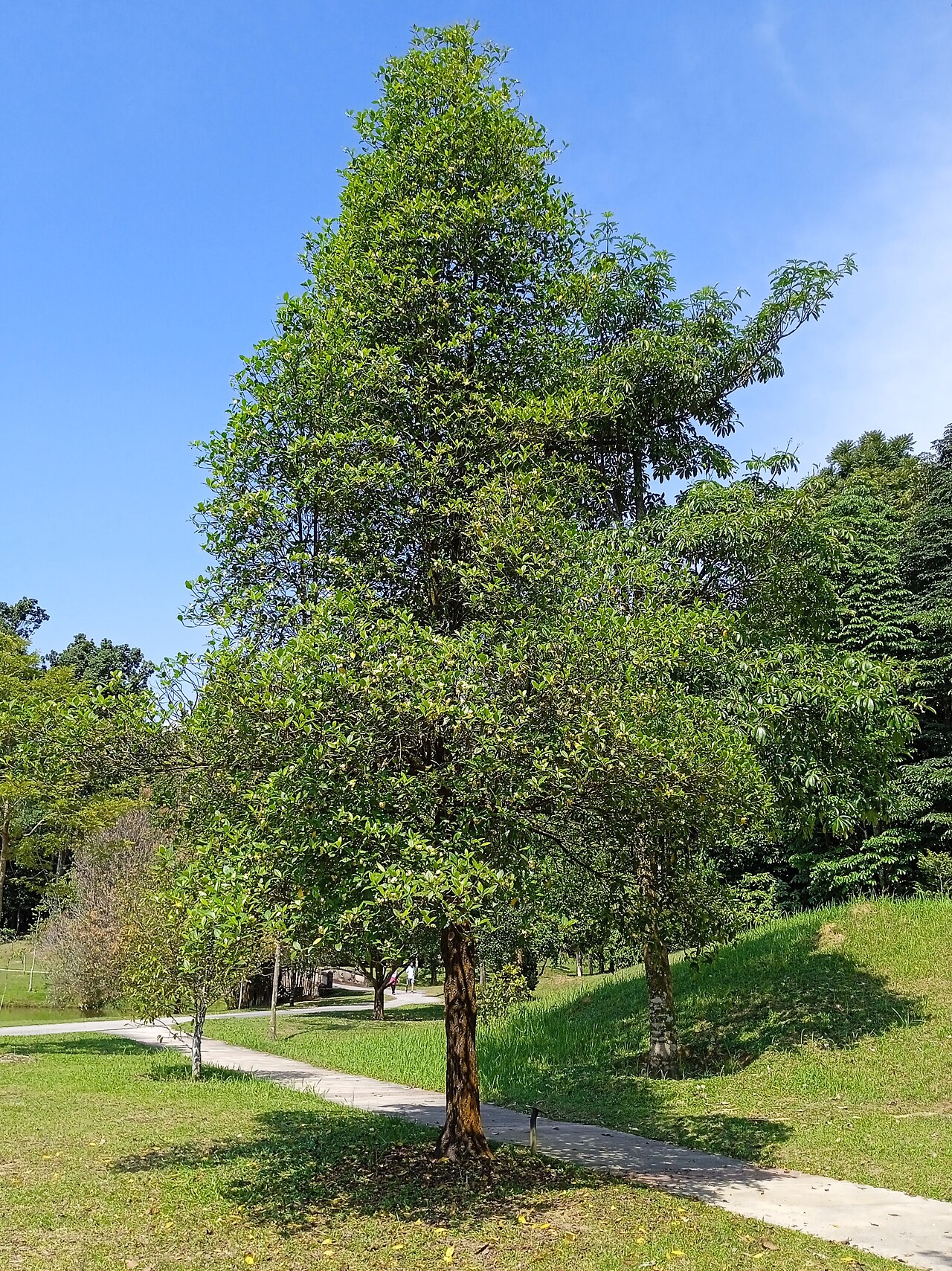 Cyrtophyllum fragrans: Pokok tembusu padang (Fagraea fragrans) di Taman Botani Kepong, Malaysia