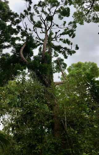 Cyrtophyllum fragrans (Cyrtophyllum fragrans)
