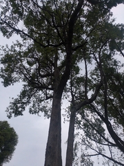 Cyrtophyllum fragrans (Cyrtophyllum fragrans)