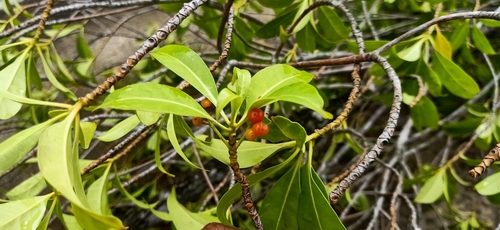 Cyrtophyllum fragrans (Cyrtophyllum fragrans)