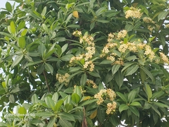 Cyrtophyllum fragrans (Cyrtophyllum fragrans)