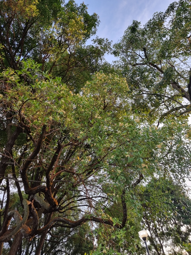 Cyrtophyllum fragrans (Cyrtophyllum fragrans)