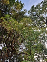 Cyrtophyllum fragrans (Cyrtophyllum fragrans)