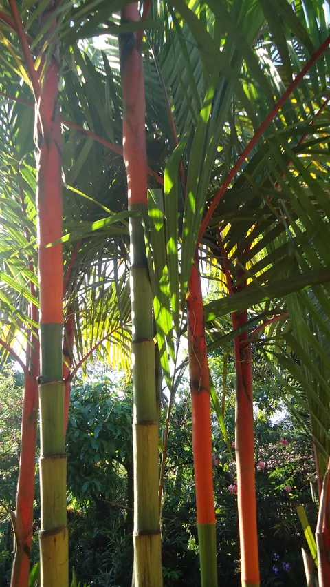 Malaya sealing wax palm: Lipstick Palm