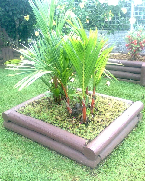 Malaya sealing wax palm: Ornamental Cyrtostachys renda or Red Sealing Wax Palm in a garden in Suva, Fiji.