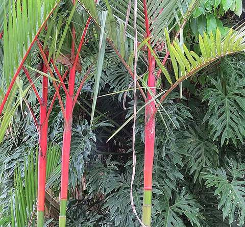 Malaya sealing wax palm: Lipstick Palms, planted in Summit Park, Panama. These are native to Southeast Asia, where they go by names such as Palem Merah.