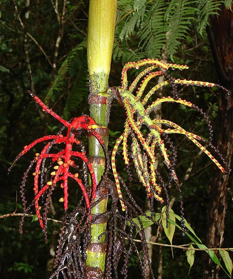 Malaya sealing wax palm: Fruiting structure of the Sealing Wax Palm. Fruit start out green, then go through red to black.