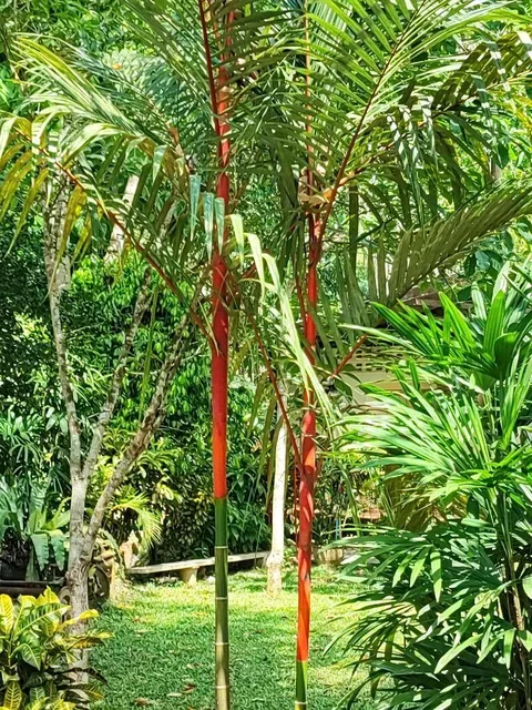 Malaya sealing wax palm (Cyrtostachys renda)