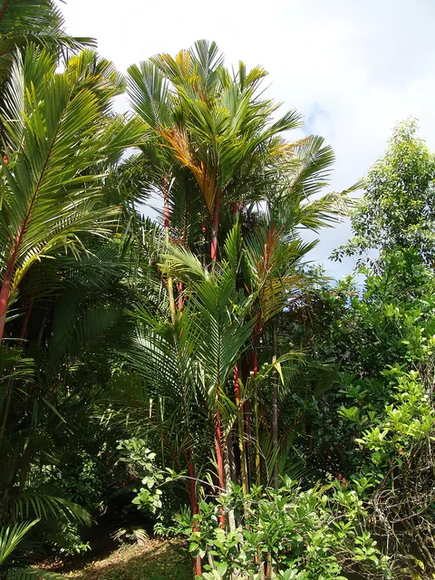 Malaya sealing wax palm: Cyrtostachys renda Ho'omaluhia Botanical Garden Oahu Hawaii