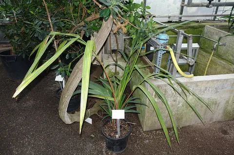 Malaya sealing wax palm: Botanical specimen in the Botanischer Garten - Heidelberg, Germany.