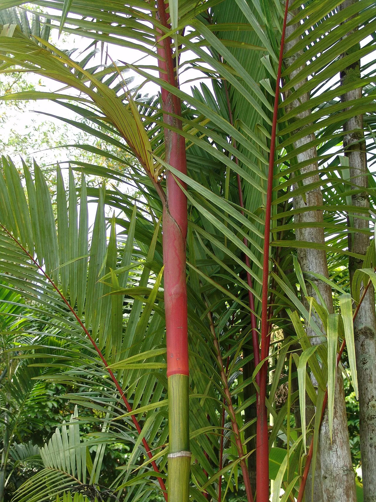 Malaya sealing wax palm: Cyrtostachys renda Ho'omaluhia Botanical Garden Oahu Hawaii