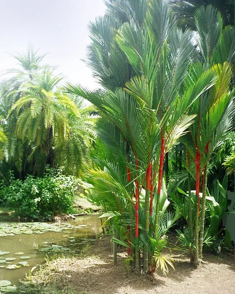 Malaya sealing wax palm: Own work