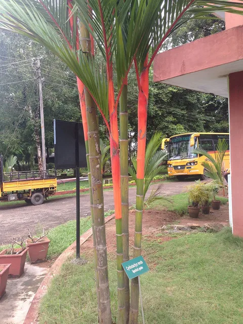 Malaya sealing wax palm: Photo of the Lipstick Palm (Cyrtostachys renda) from the campus of College of forestry, Kerala Agricultural University, Thrissur