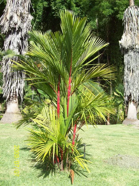 Malaya sealing wax palm: Cyrtostachys renda at Jardín Botánico de Caracas
