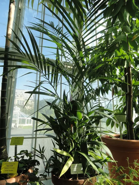 Malaya sealing wax palm: Botanical specimen. The University of Helsinki Botanical Garden at Kaisaniemi
