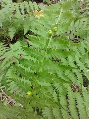 Bulblet bladderfern (Cystopteris bulbifera)