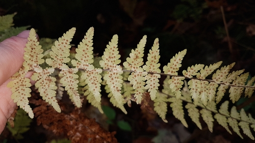 Bulblet bladderfern (Cystopteris bulbifera)
