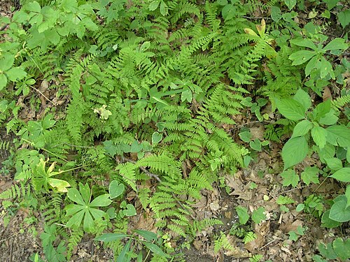 Bulblet bladderfern: Cystopteris bulbifera in Shades State Park, Indiana.