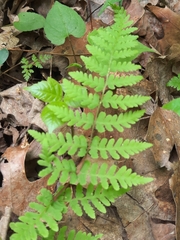 Bulblet bladderfern (Cystopteris bulbifera)
