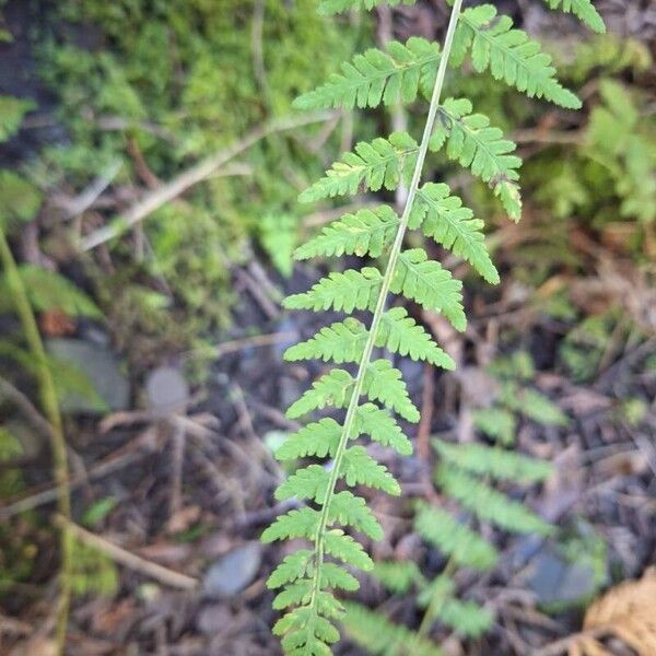 Bulblet bladderfern (Cystopteris bulbifera)