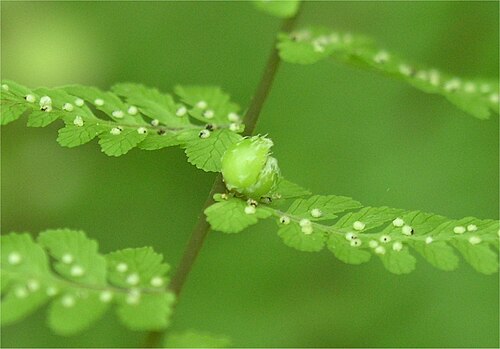 Bulblet bladderfern: Detail of bulblet on Cystopteris bulbifera frond. Shades State Park, Indiana.