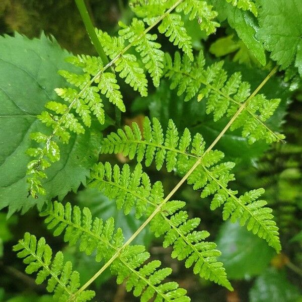 Bulblet bladderfern (Cystopteris bulbifera)