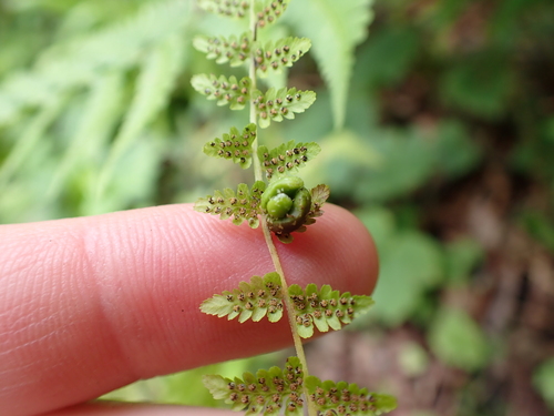 Bulblet bladderfern (Cystopteris bulbifera)