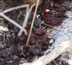 Cytinus capensis (Cytinus capensis)