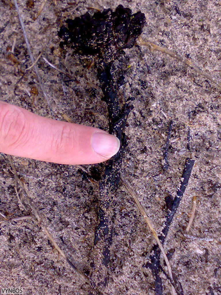 Cytinus capensis (Cytinus capensis)