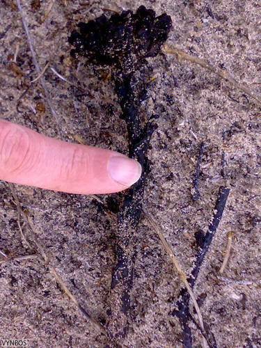 Cytinus capensis (Cytinus capensis)