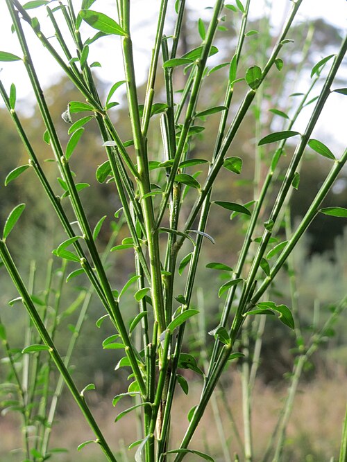 Broom: Besenginster ( Cytisus scoparius ) auf dem Saupferchbuckel im Schwetzinger Hardt